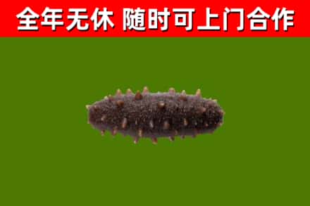 山阳区烟酒回收干海参.jpg
